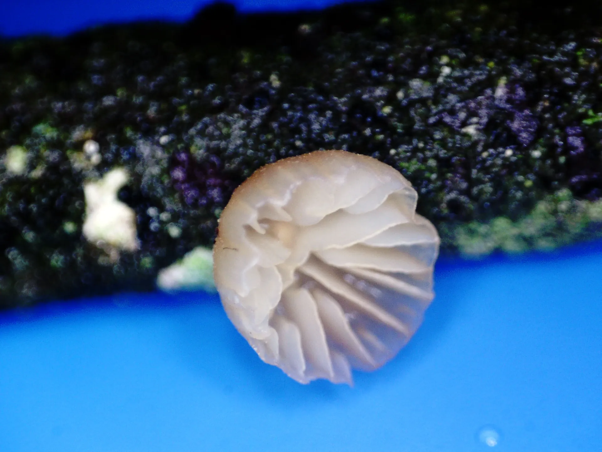 Microscopía de Panellus violaceofulvus - 10 - PICT6025